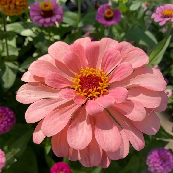 💜 - Picture 4 of 16